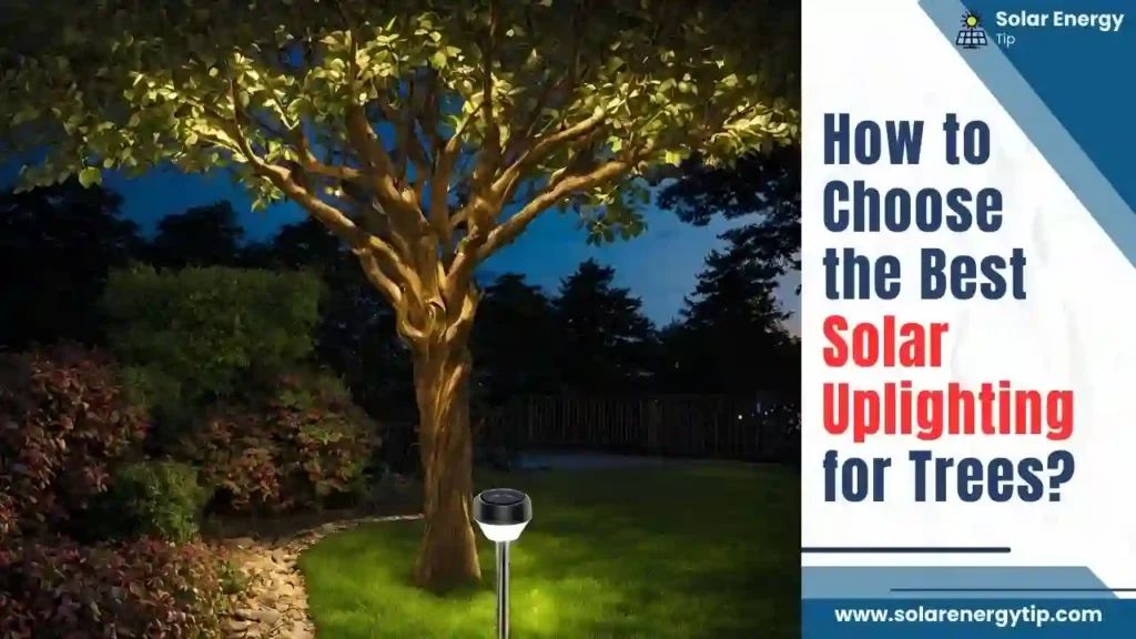 How to Choose the Best Solar Uplighting for Trees