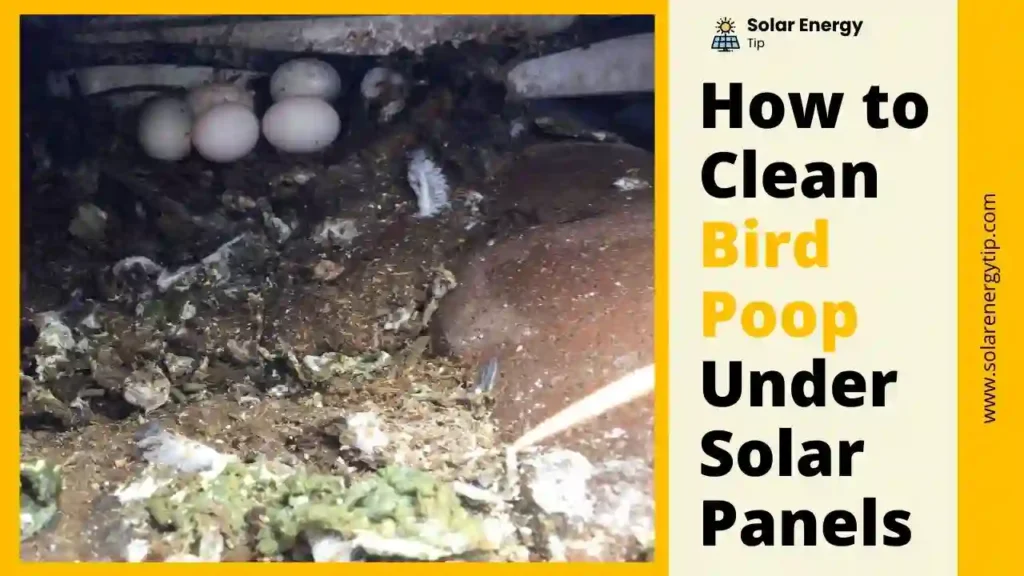 How to Clean Bird Poop Under Solar Panels